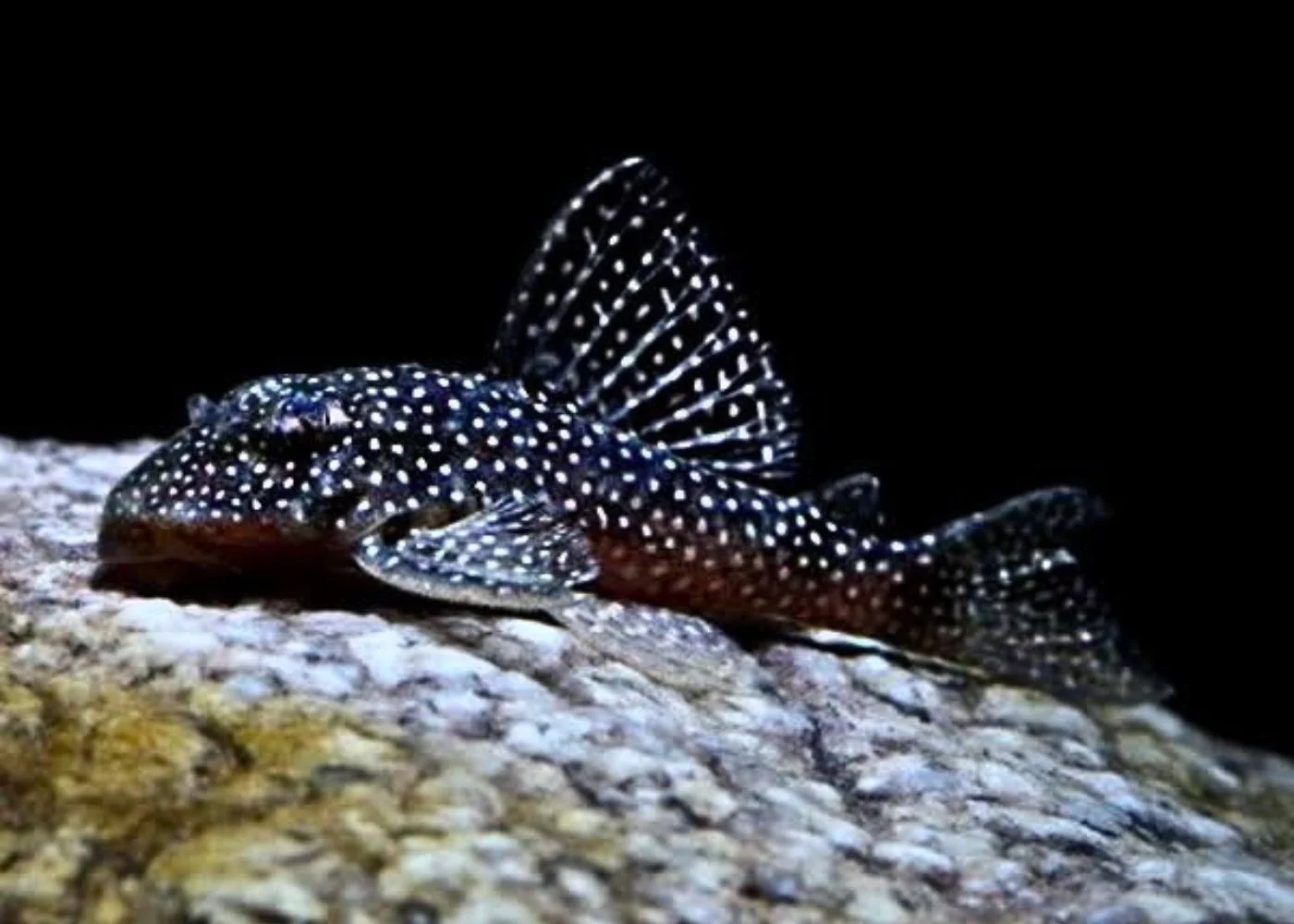 Catfish